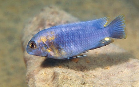 Tropheops sp. 'weed' Chirwa Island